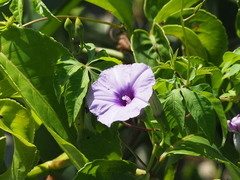 Ipomoea cairica