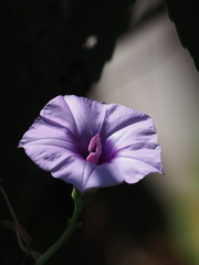 Ipomoea cairica