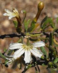 Scaevola spinescens