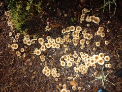 Fungi