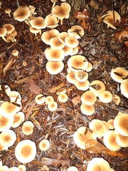 Fungi