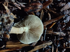 Fungi
