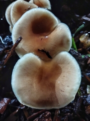 Fungi
