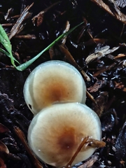 Fungi