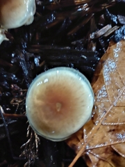 Fungi