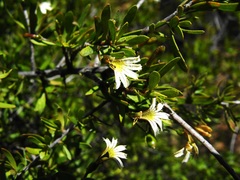 Scaevola spinescens