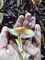 Fungi