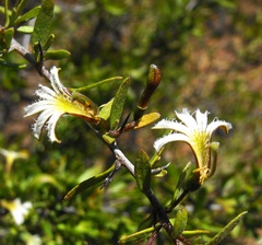 Scaevola spinescens