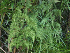 Lygodium japonicum