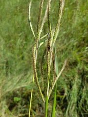 Dichanthium aristatum