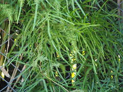 Lygodium japonicum