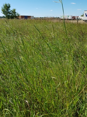 Dichanthium aristatum