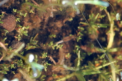 Branchinecta sandiegonensis