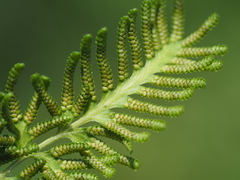 Lygodium japonicum