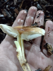 Fungi