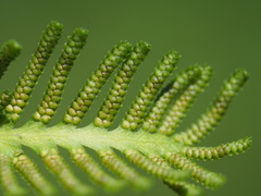 Lygodium japonicum