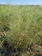 Digitaria porrecta