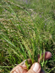 Panicum buncei