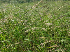 Panicum buncei
