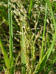 Panicum buncei