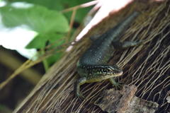 Trachylepis comorensis