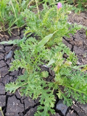 Solanum papaverifolium