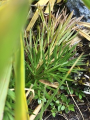 Aciphylla divisa