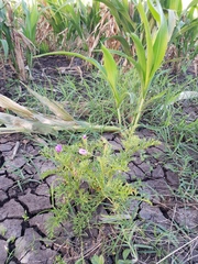 Solanum papaverifolium
