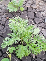 Solanum papaverifolium