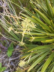 Aciphylla divisa