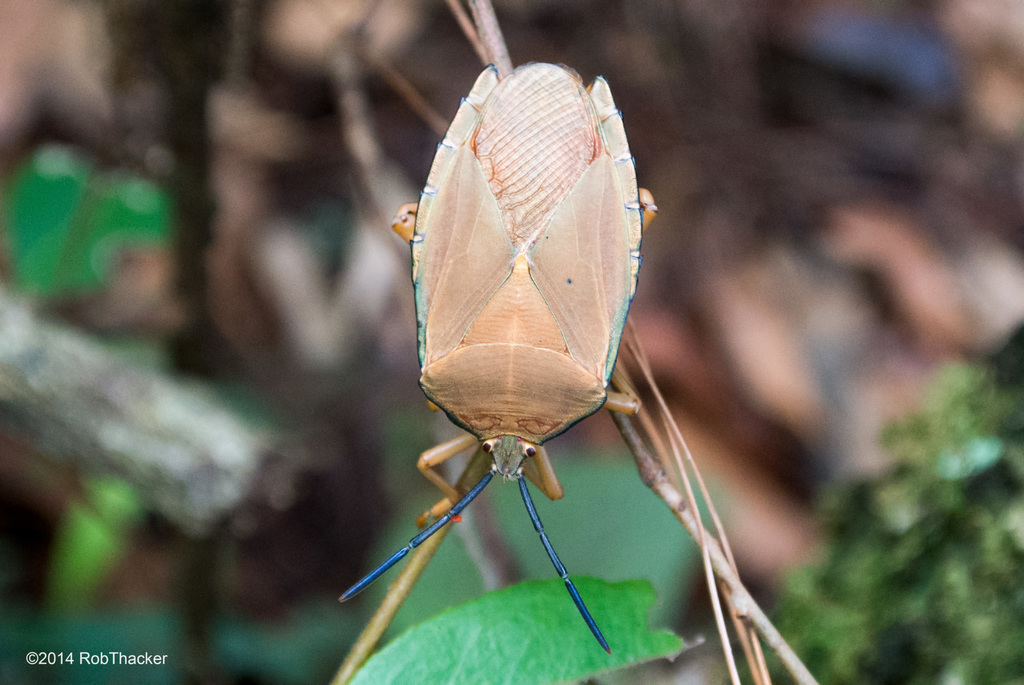 Eurostus ochraceus
