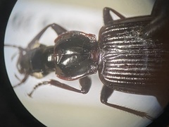Platynus decentis