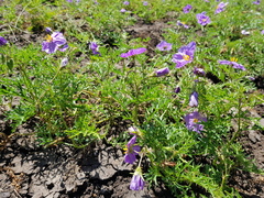 Solanum papaverifolium