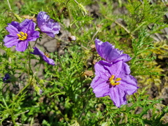 Solanum papaverifolium