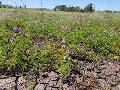 Solanum papaverifolium