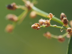Fimbristylis littoralis