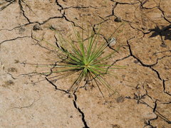 Fimbristylis littoralis