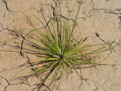 Fimbristylis littoralis