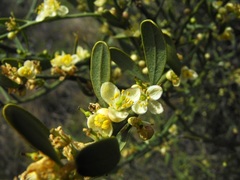 Citrus glauca