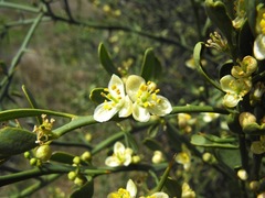Citrus glauca