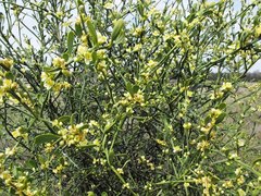 Citrus glauca