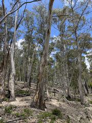 Eucalyptus tenuiramis