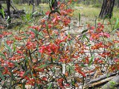 Dodonaea heteromorpha