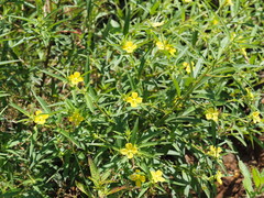 Ludwigia octovalvis