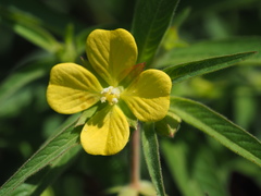 Ludwigia octovalvis