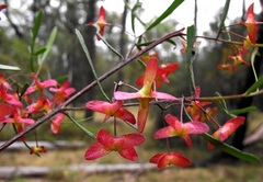 Dodonaea heteromorpha