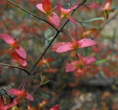 Dodonaea heteromorpha