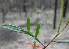 Dodonaea heteromorpha