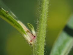 Ludwigia octovalvis