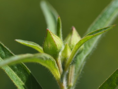 Ludwigia octovalvis